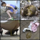 This Japanese video features multiple women pissing or shitting in their panties, then leaving the soiled panties on the ground. The cameraman examines what is left behind. 857 MB, MP4 file requires high-speed Internet. About 2 hours.